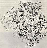 myoglob1.gif